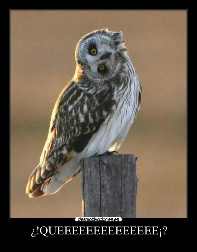 ¿!QUEEEEEEEEEEEEEE¡? - 