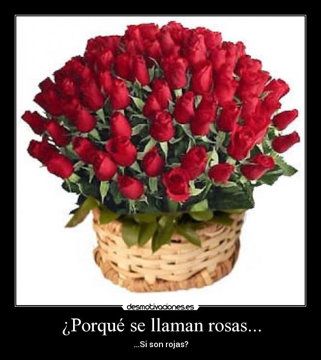 ¿Porqué se llaman rosas... - ...Si son rojas?
