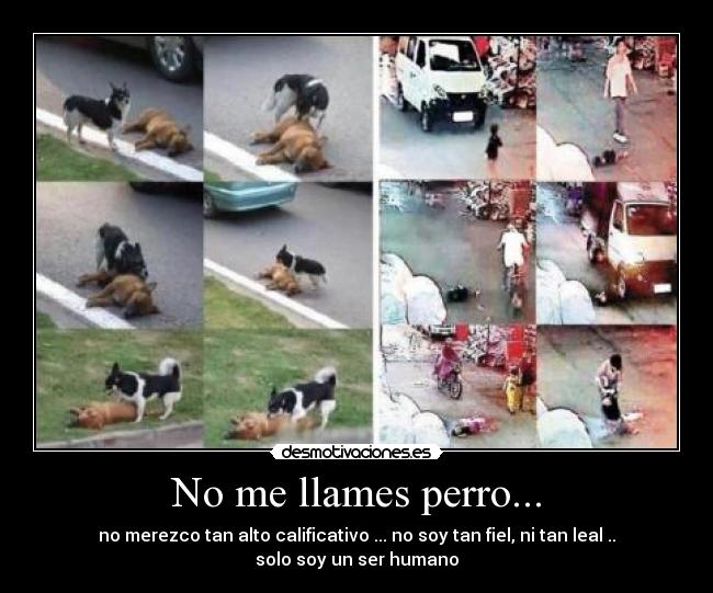No me llames perro... - no merezco tan alto calificativo ... no soy tan fiel, ni tan leal .. solo soy un ser humano