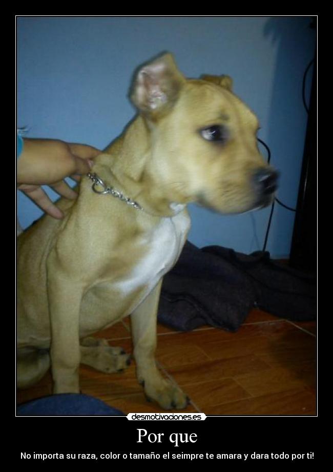 Por que - No importa su raza, color o tamaño el seimpre te amara y dara todo por ti!