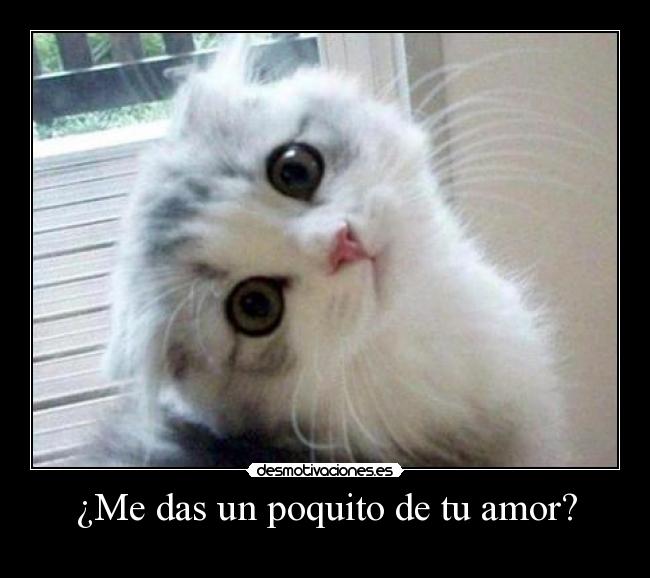 carteles amor gatito tierno funny gracioso lindo feliz felicidad hermoso novios celos amor gatosperro animales desmotivaciones