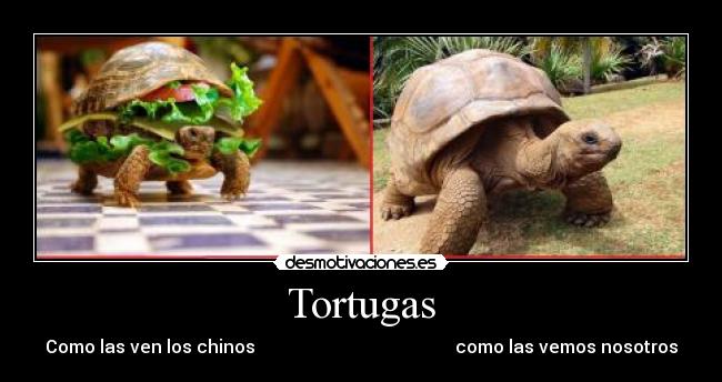 Tortugas - Como las ven los chinos como las vemos nosotros