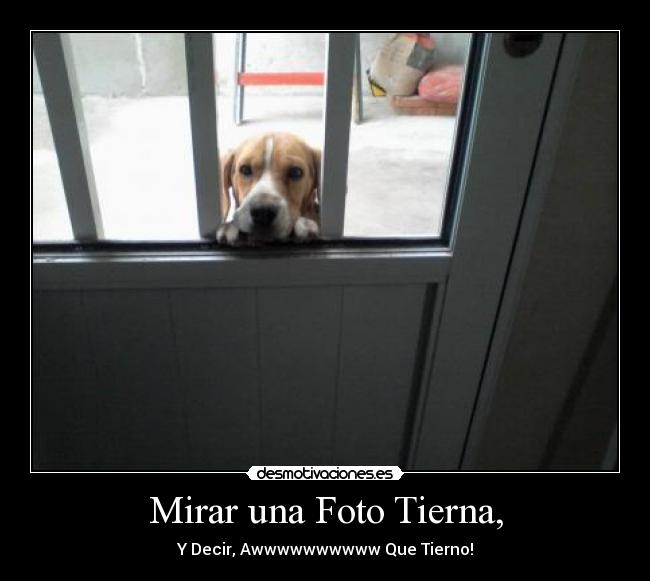 Mirar una Foto Tierna, - Y Decir, Awwwwwwwwww Que Tierno!
