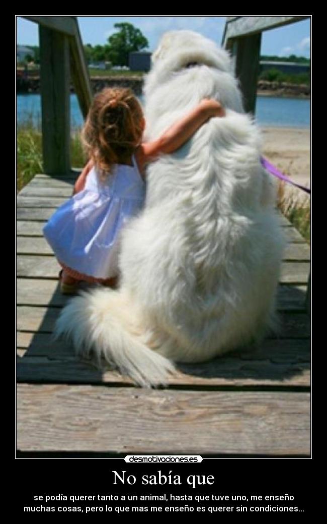 No sabía que - se podía querer tanto a un animal, hasta que tuve uno, me enseño
muchas cosas, pero lo que mas me enseño es querer sin condiciones...