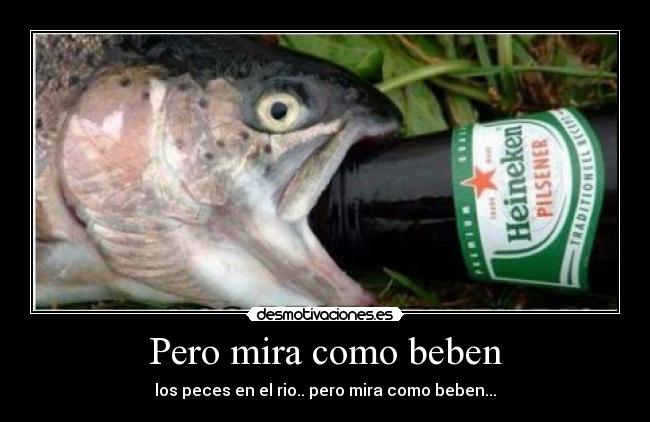 Pero mira como beben - los peces en el rio.. pero mira como beben...