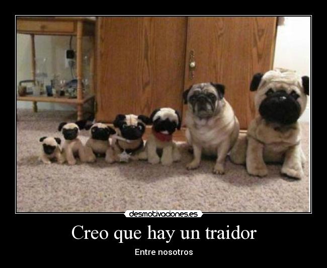 Creo que hay un traidor - 