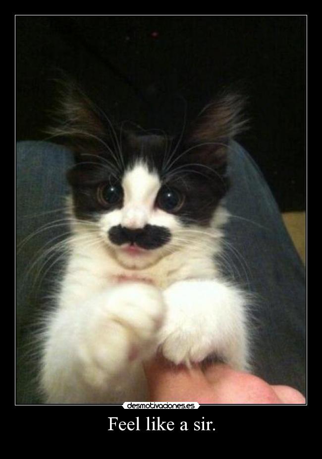 Feel like a sir. - 