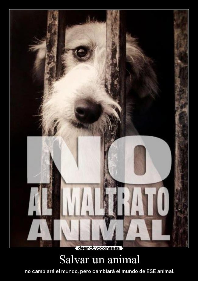Salvar un animal - no cambiará el mundo, pero cambiará el mundo de ESE animal.