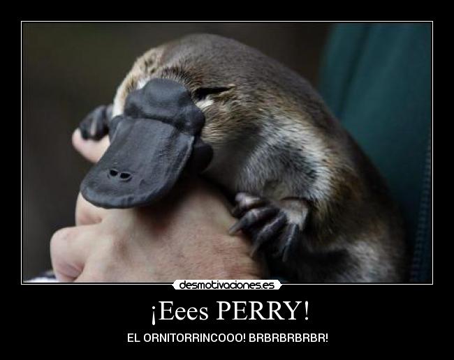 ¡Eees PERRY! - EL ORNITORRINCOOO! BRBRBRBRBR!