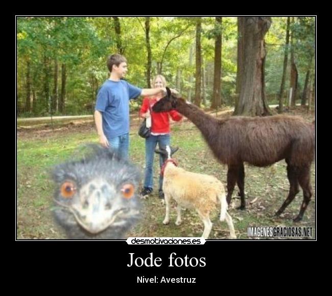 Jode fotos - Nivel: Avestruz