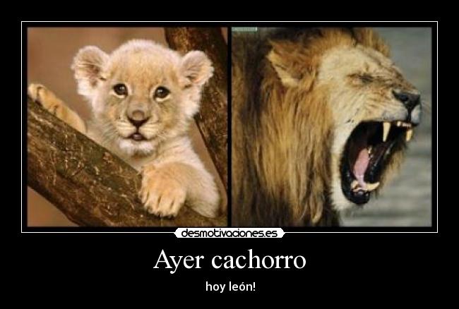 Ayer cachorro - 