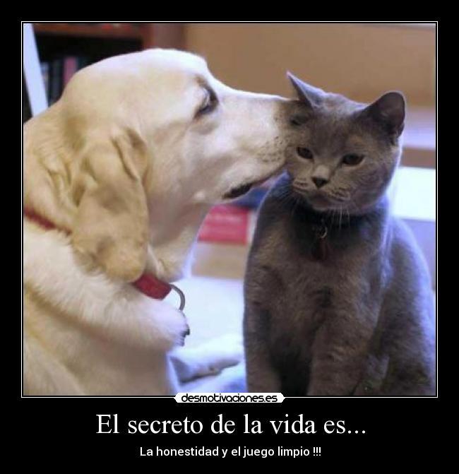 carteles vida ahora gato sabe secreto vida que honestidad juego limpio desmotivaciones