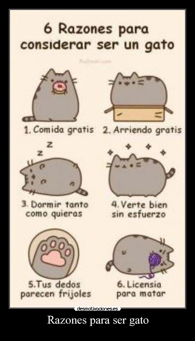 Razones para ser gato - 