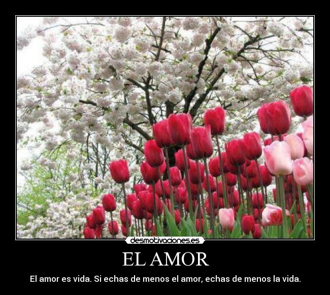 EL AMOR -