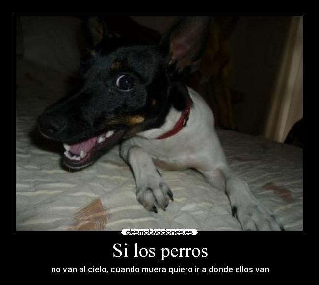 Si los perros - 