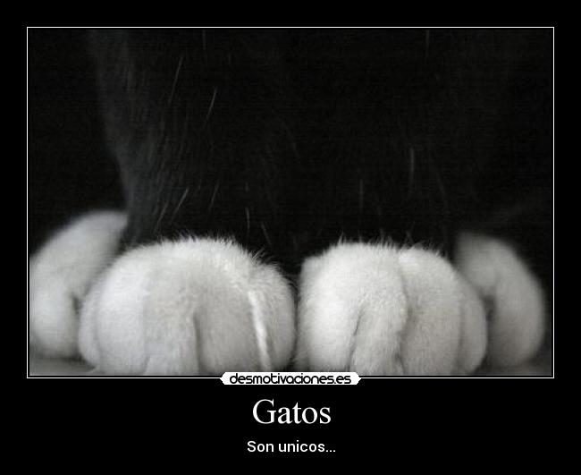 Gatos - Son unicos...