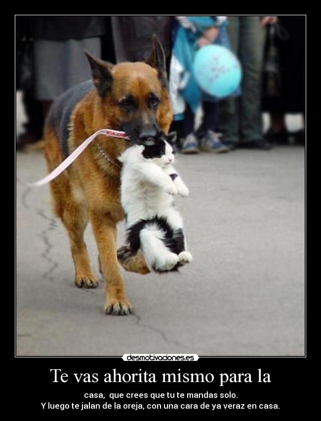 Te vas ahorita mismo para la - 