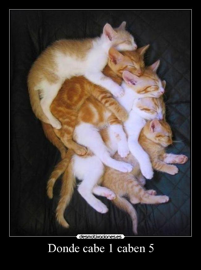 Donde cabe 1 caben 5 - 