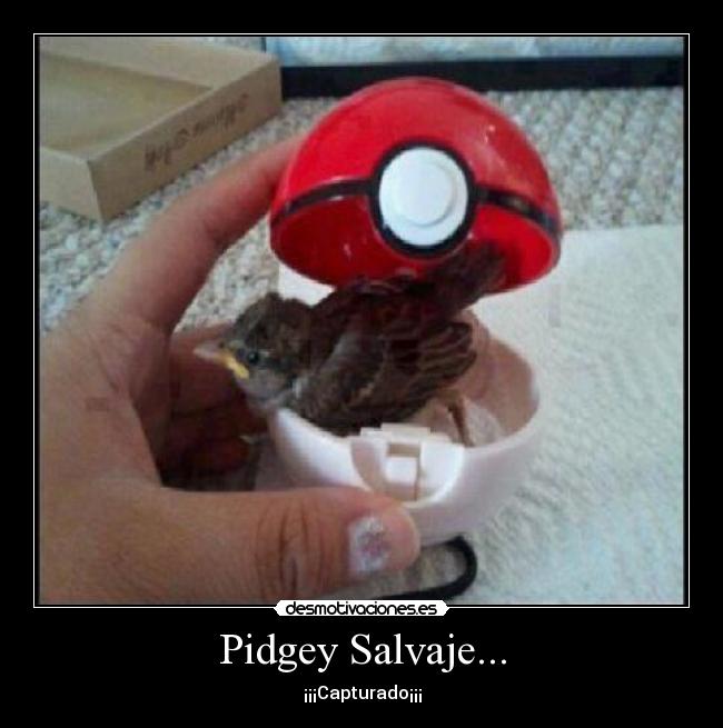 carteles jajaja mininez quize tener pidgey fina tengo uno sin nada mas que subir desmo bla bla desmotivaciones