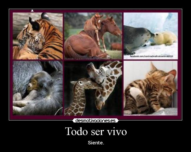 Todo ser vivo - 