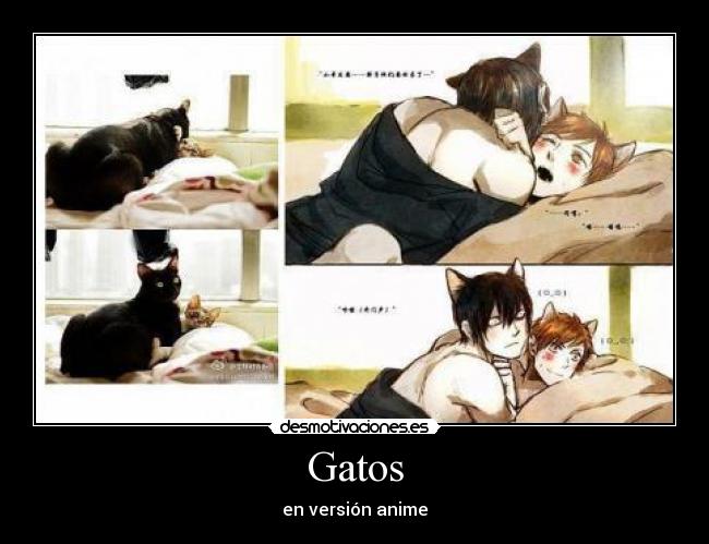 Gatos - 