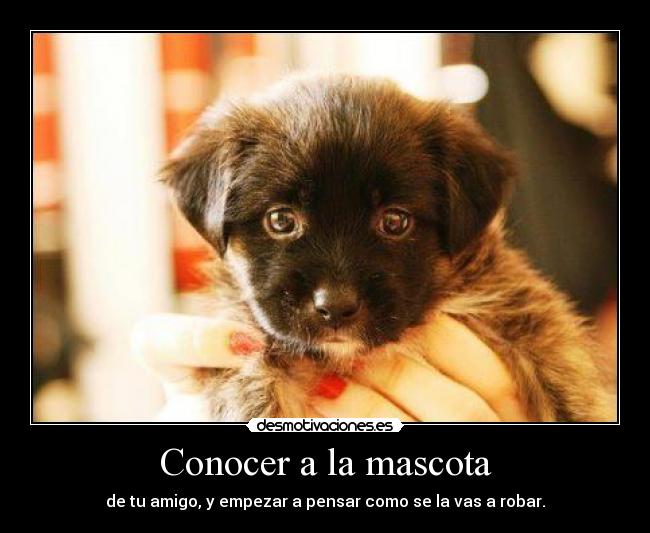 carteles mascota amigo robar amor desmotivaciones