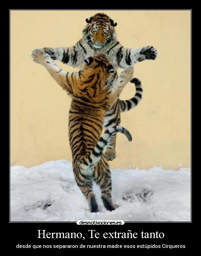 Hermano, Te extrañe tanto - desde que nos separaron de nuestra madre esos estúpidos Cirqueros
