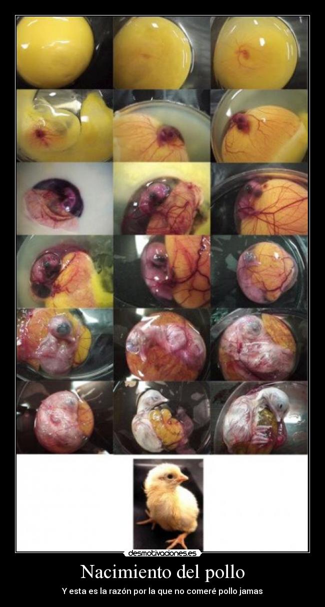 Nacimiento del pollo - Y esta es la razón por la que no comeré pollo jamas
