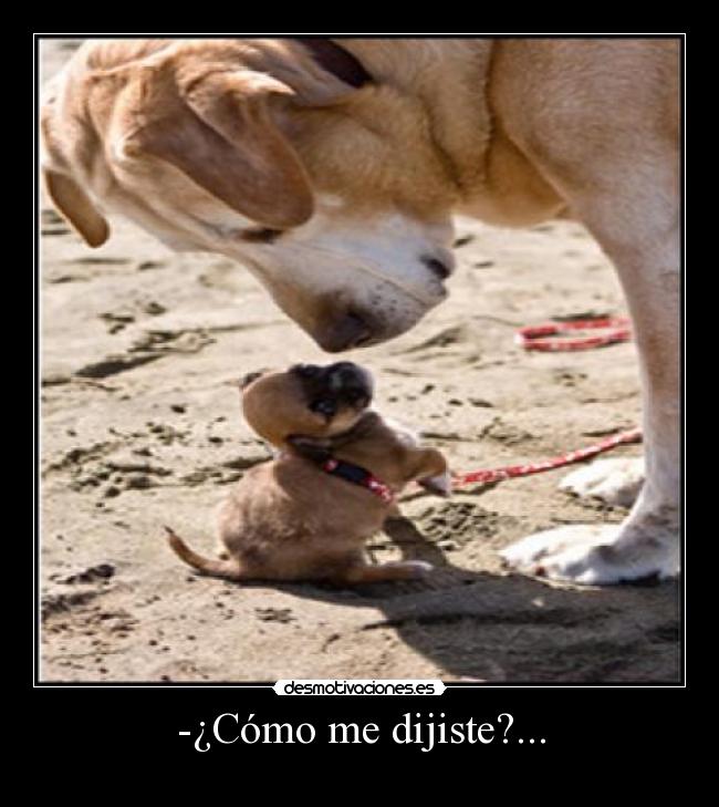-¿Cómo me dijiste?... -