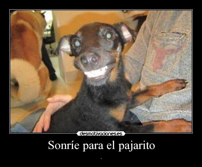 Sonríe para el pajarito - .