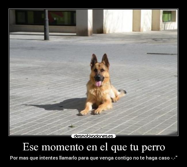 carteles perro humor desmotivaciones