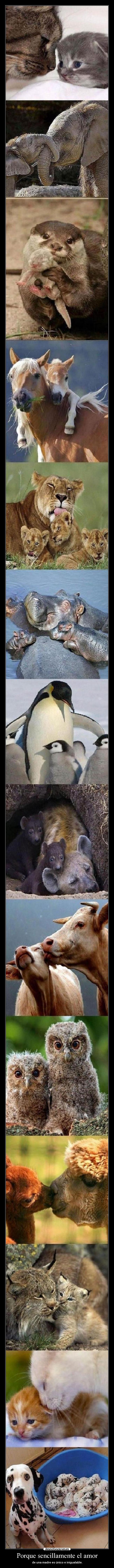 Porque sencillamente el amor - de una madre es único e inigualable.