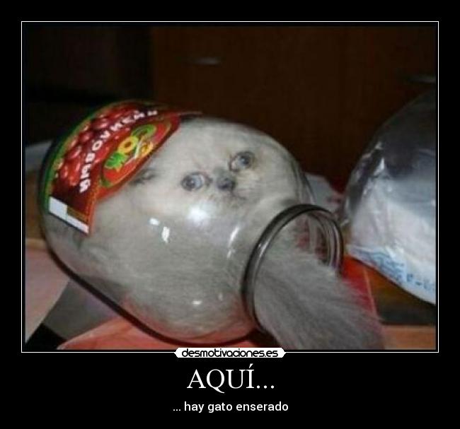 AQUÍ... - ... hay gato enserado