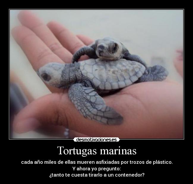 Tortugas marinas -