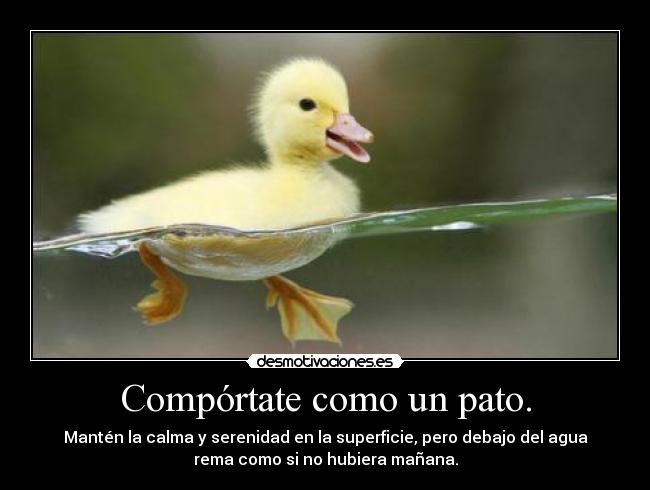 Compórtate como un pato. - Mantén la calma y serenidad en la superficie, pero debajo del agua
rema como si no hubiera mañana.