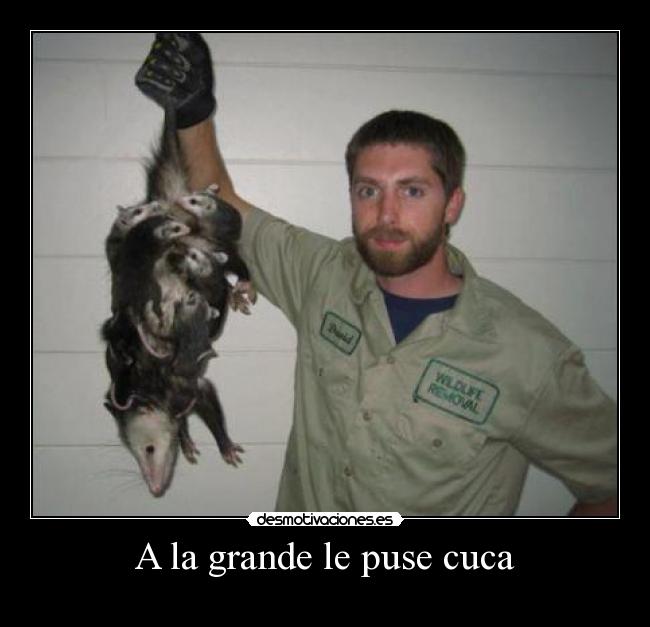 A la grande le puse cuca -