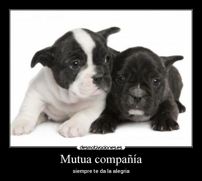 Mutua compañía - siempre te da la alegria