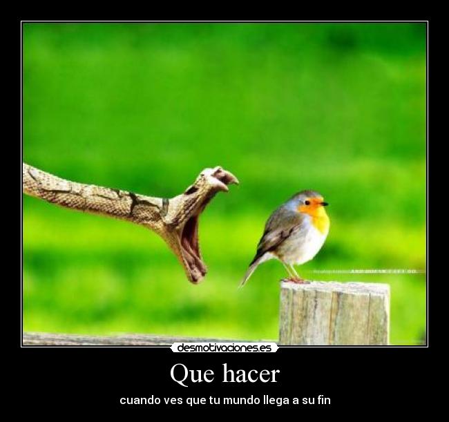 Que hacer -