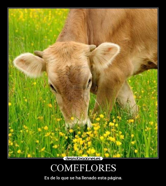 COMEFLORES -