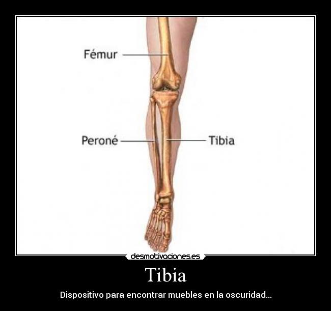 Tibia - 