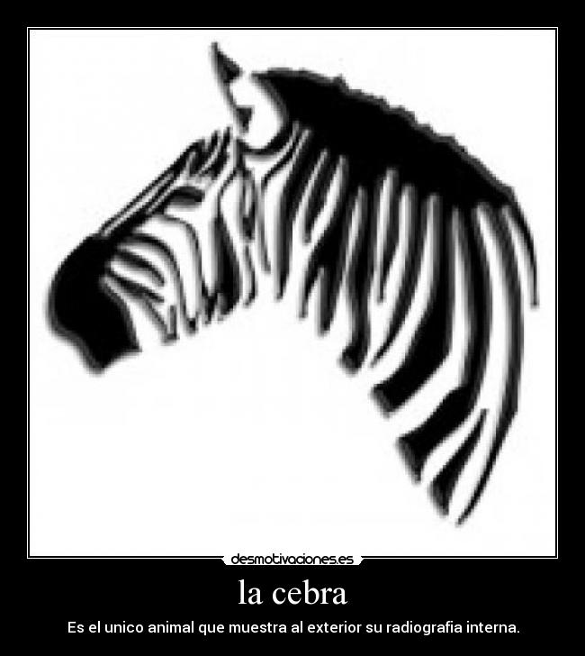 la cebra -
