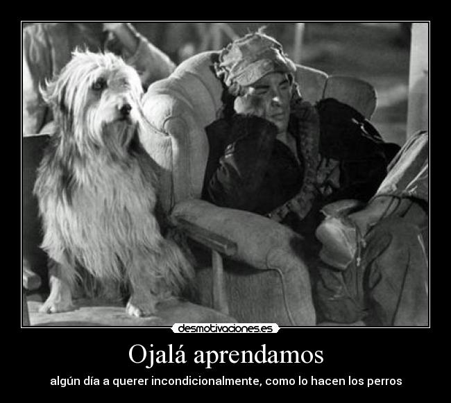 Ojalá aprendamos - algún día a querer incondicionalmente, como lo hacen los perros