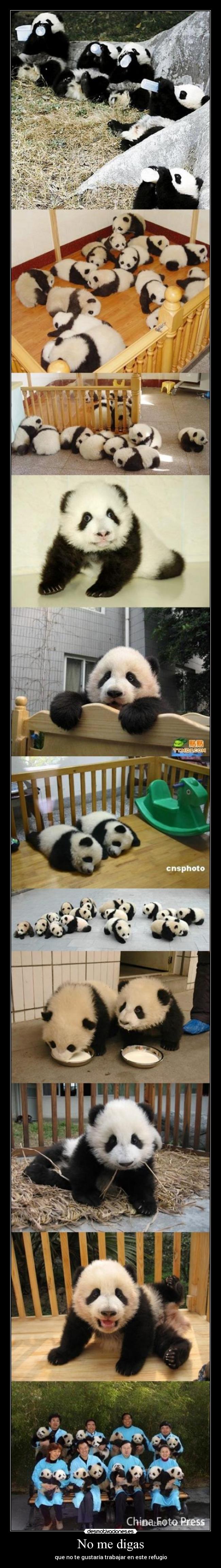 carteles pandas tiernos refugio desmotivaciones