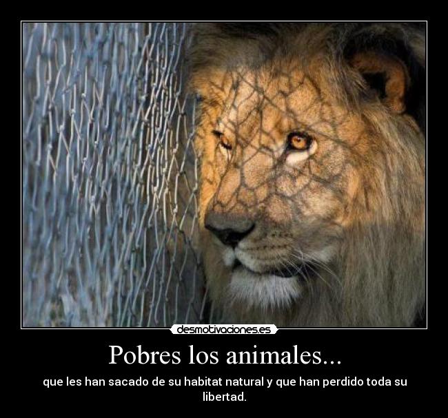 Pobres los animales... -