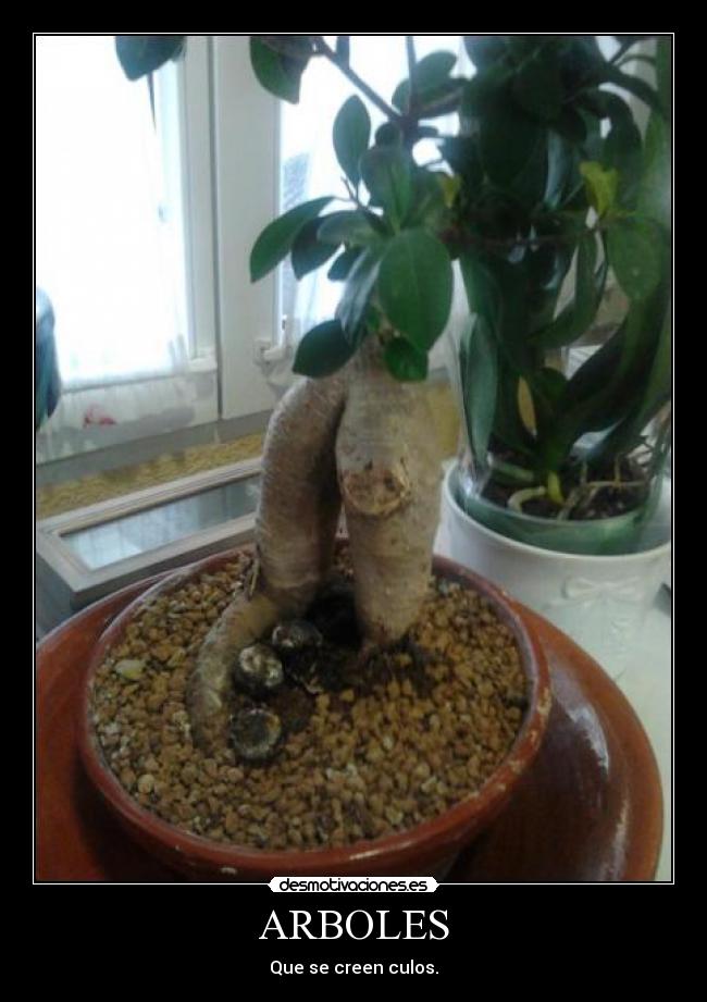 ARBOLES - Que se creen culos.