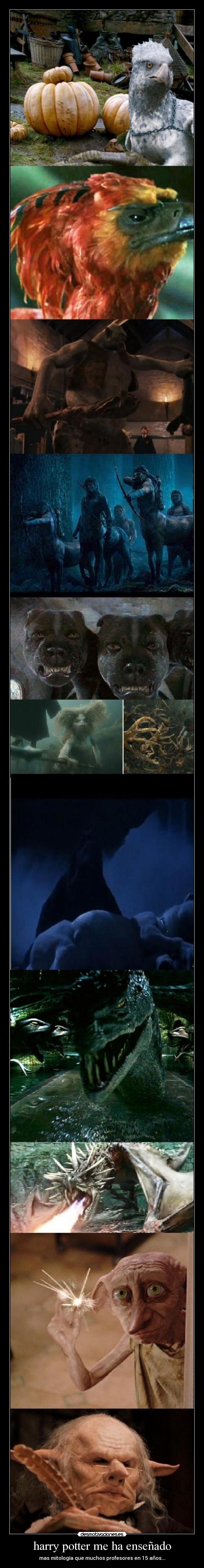 harry potter me ha enseñado -