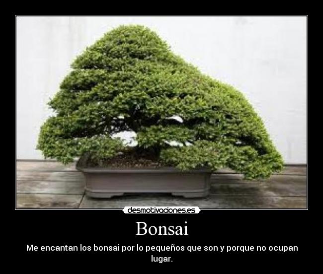 Bonsai - Me encantan los bonsai por lo pequeños que son y porque no ocupan lugar.