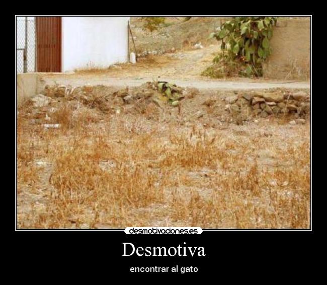 Desmotiva - encontrar al gato