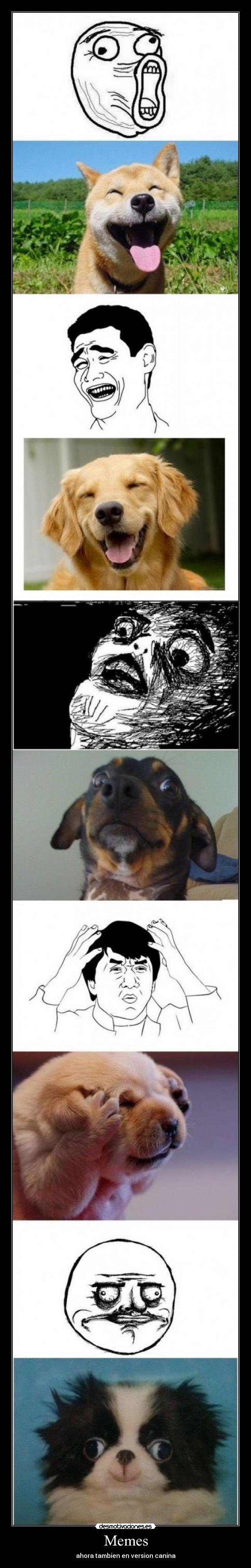 Memes - ahora tambien en version canina
