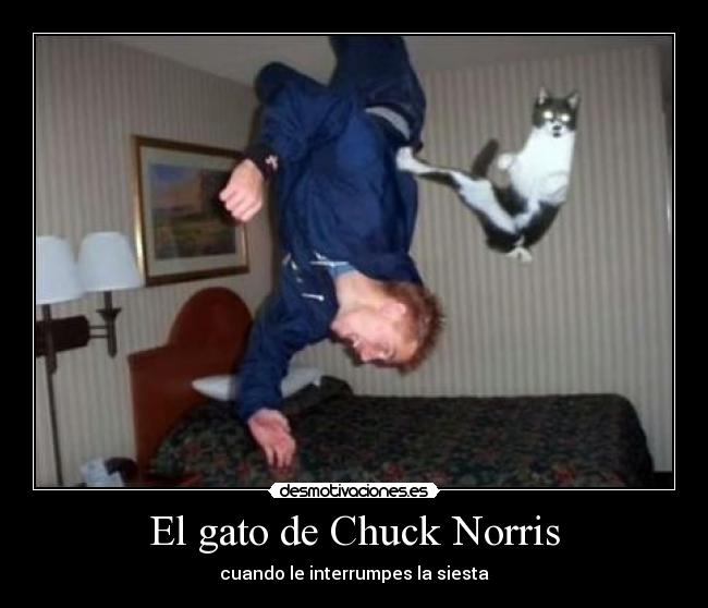 El gato de Chuck Norris - cuando le interrumpes la siesta